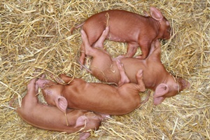 Piglets needs lots of tender care to survive the first days of birth. Follow these steps of pig management to keep your piglets happy and healthy.